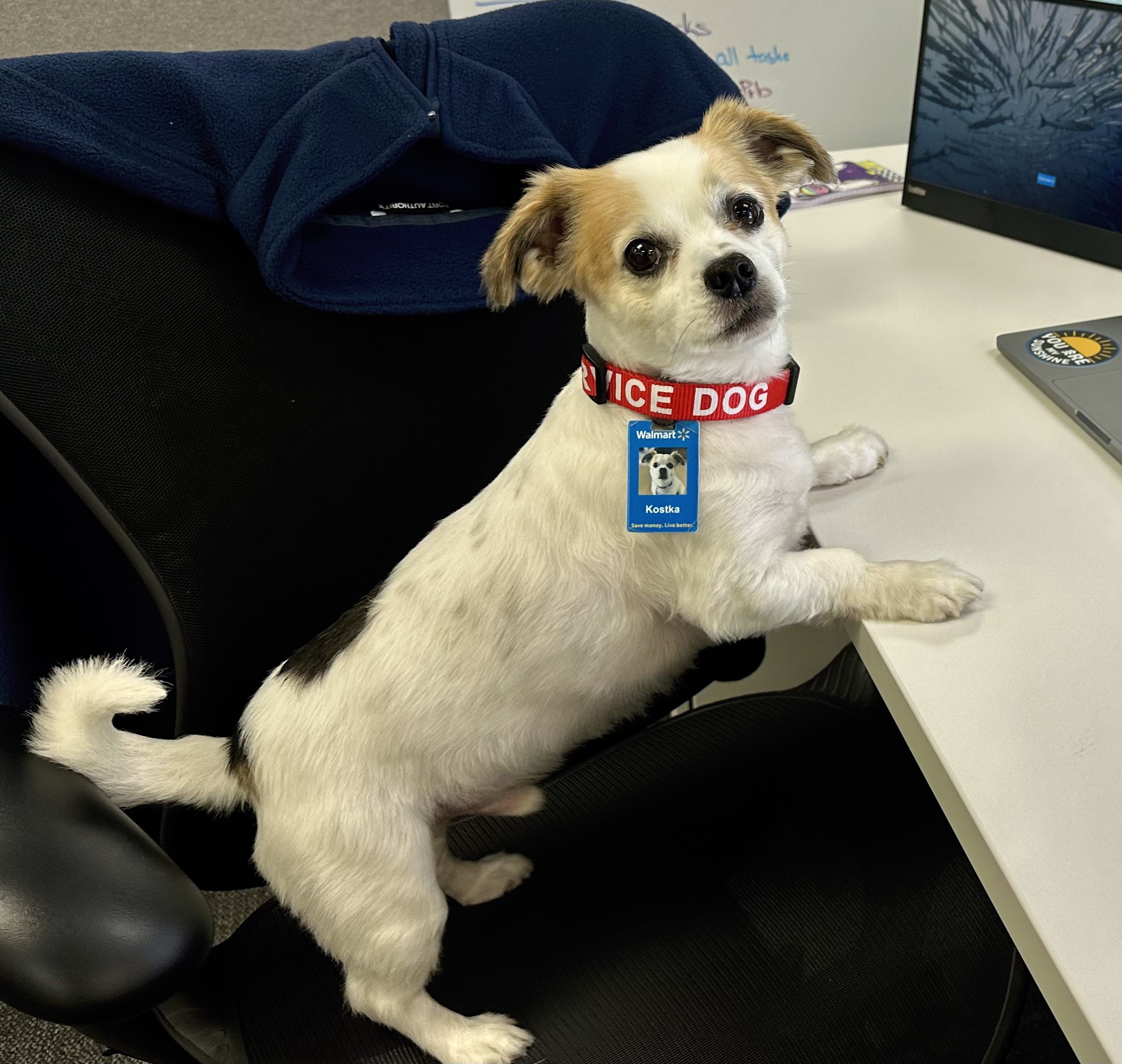 Kostka, a small service dog